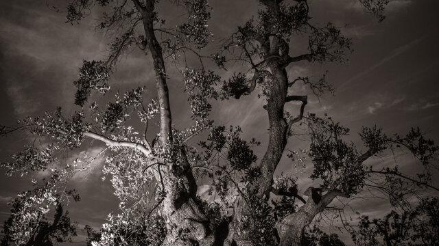 June Papineau, Aline Kundig, Véronique Aubenas