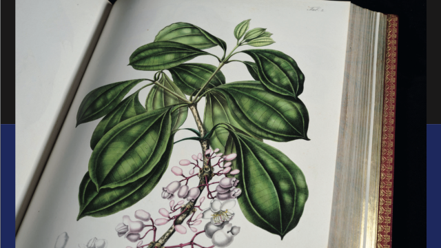 Feuilleter et butiner.